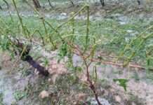 Frankreichs Felder unter Eis: Wenn Hagel alles vernichtet Hagel_Weinbau