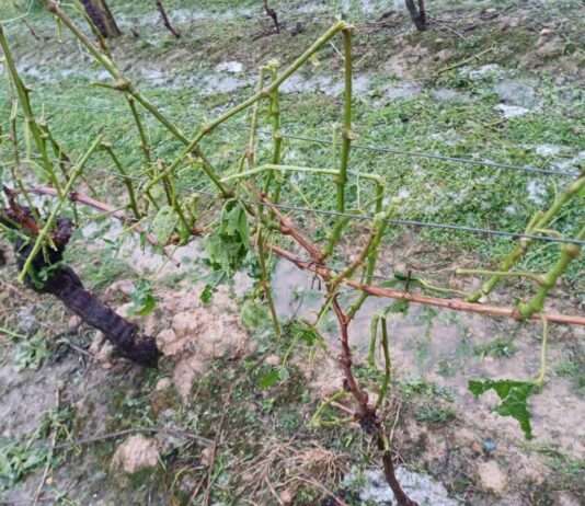 Frankreichs Felder unter Eis: Wenn Hagel alles vernichtet Hagel_Weinbau