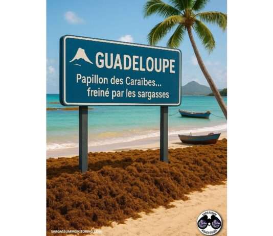 Braunalgen-Alarm auf Guadeloupe: Wenn ein Paradies untergeht Guadeloupe_Sargassum_Illustration_ScreenX