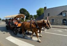 Ökotrend mit Pferdestärken: Warum zwei Pferde in Questembert für hitzige Debatten sorgen Havane-und-Gladez_Questembert_ScreenX