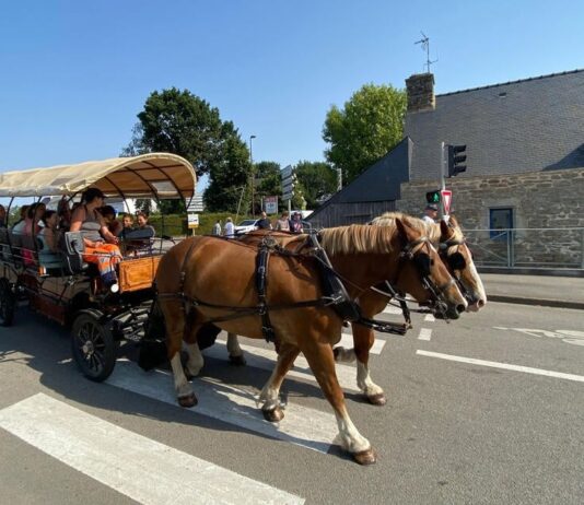 Ökotrend mit Pferdestärken: Warum zwei Pferde in Questembert für hitzige Debatten sorgen Havane-und-Gladez_Questembert_ScreenX