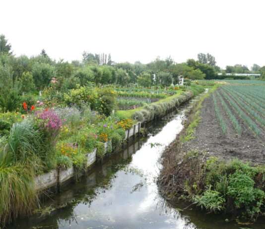Zwischen Wasseradern und Gemüsebeeten: Das stille Herz von Amiens Hortillonnages_d'Amiens