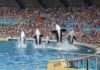 Marineland d’Antibes: Das Schicksal der letzten Wale und Delfine hängt immer noch in der Schwebe Marineland_Antibes