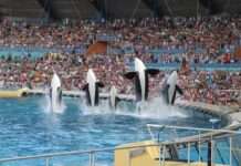 Kommentar: Die letzte Bitte der Meeresriesen – warum Frankreich jetzt handeln muss Marineland_Antibes