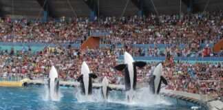 Marineland d’Antibes: Das Schicksal der letzten Wale und Delfine hängt immer noch in der Schwebe Marineland_Antibes