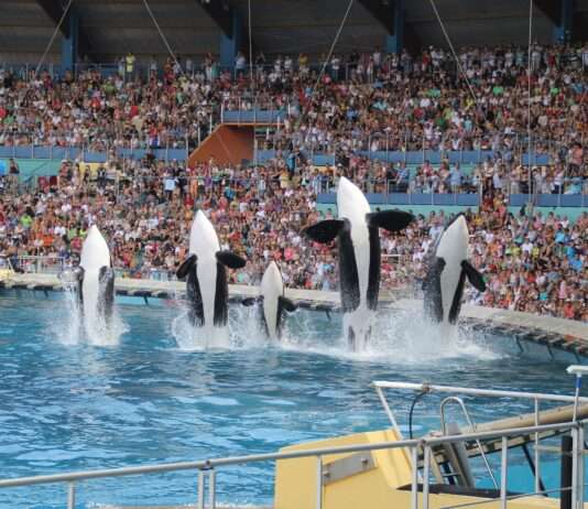 „Sexuelle Stimulation beim Orca“: Was steckt hinter dem Skandal im Marineland d’Antibes? Marineland_Antibes