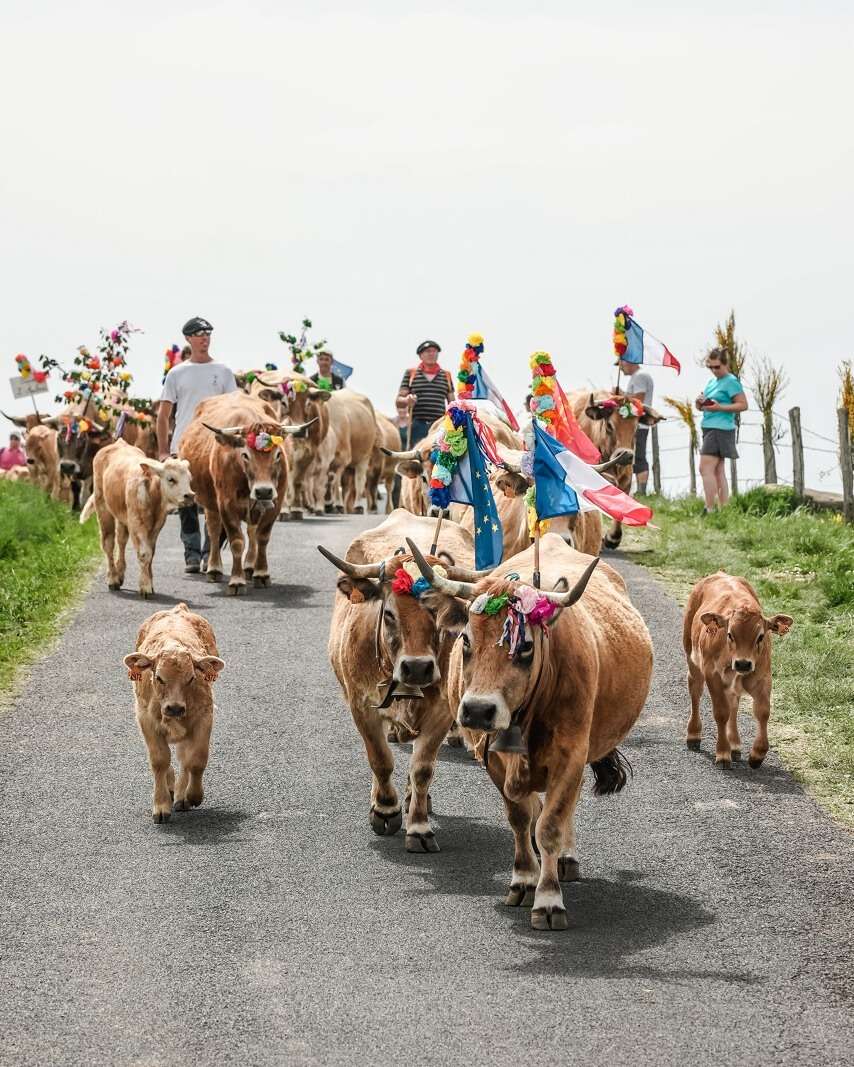Blumen, Glocken und gute Laune: Die Transhumance in Aubrac