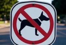 Hundeverbot auf Sommermärkten – Entscheidung in Saint-Quay-Portrieux sorgt für Zündstoff Hundeverbot_Illustration