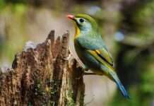 Wenn Tierschutz nur Tarnung ist: Der spektakuläre Prozess gegen Tierpark in den Pyrenäen Rossignol_du_Japon_Wikipedia