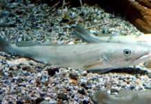 Verloren geglaubt, nun gerettet? Der Seehecht erlebt ein starkes Comeback! Merluccius_merluccius_Seehecht_Wikipedia