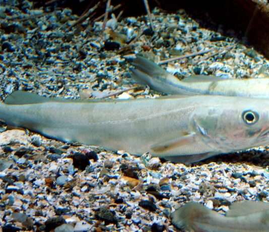 Verloren geglaubt, nun gerettet? Der Seehecht erlebt ein starkes Comeback! Merluccius_merluccius_Seehecht_Wikipedia