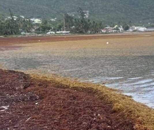 La Désirade erstickt in einer Algenflut – und ist von der Welt abgeschnitten Sargassum_Desirade_Guadeloupe_ScreenX