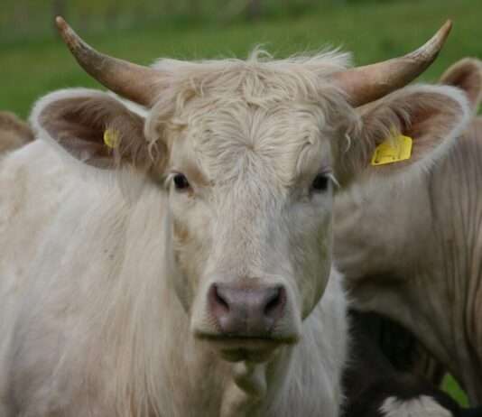Als 43 junge Stiere die Flucht ergriffen: Ein tierischer Ausnahmezustand bei Rennes Jungstiere