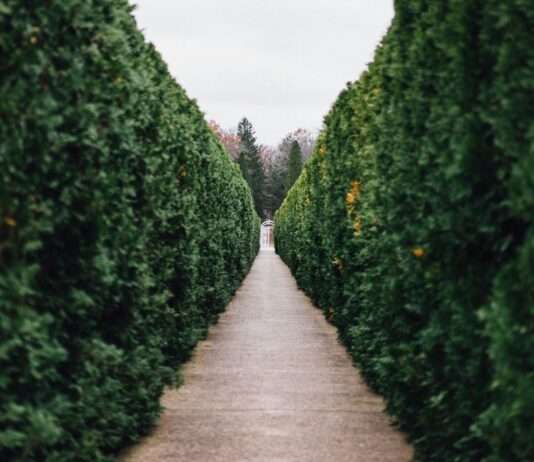 Hecken für die Zukunft: Frankreich investiert Millionen in grüne Lebensadern Hecken