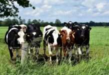 Drama auf der Bahnstrecke in Hochsavoyen: Zug rast in Rinderherde – 15 Tiere tot Rinderzucht