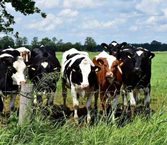 Drama auf der Bahnstrecke in Hochsavoyen: Zug rast in Rinderherde – 15 Tiere tot Rinderzucht