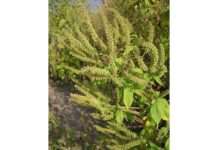 Kampf gegen die grüne Plage: Warum Ambrosia für Mensch und Natur zur Gefahr wird Ambrosia_trifida_(Wikipedia)