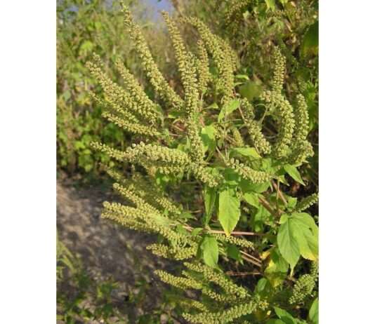 Kampf gegen die grüne Plage: Warum Ambrosia für Mensch und Natur zur Gefahr wird Ambrosia_trifida_(Wikipedia)