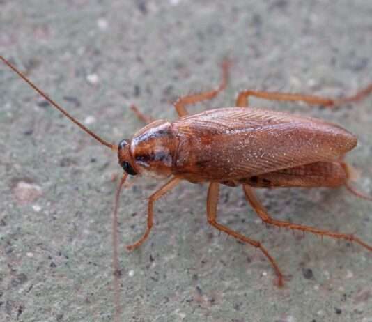 Kakerlaken-Invasion in Nîmes – Wie der Klimawandel unsere Städte verändert Kakerlake_Küchenschabe