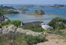 Bréhat bremst den Ansturm – Ein Inselparadies auf dem Prüfstand Bréhat_22_Mouette_St-Michel_2010