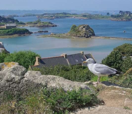 Bréhat bremst den Ansturm – Ein Inselparadies auf dem Prüfstand Bréhat_22_Mouette_St-Michel_2010