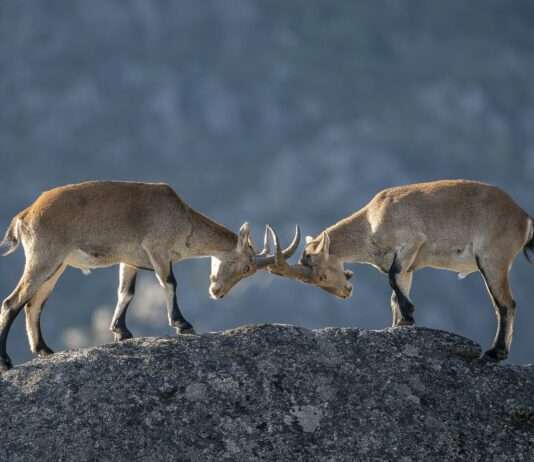 Zurück auf dem Gipfel – wie der iberische Steinbock die Pyrenäen neu erobert Iberian_Ibex_Fight