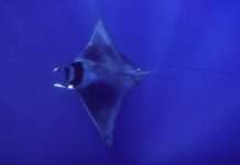 „Teufel der Meere“ – Warum plötzlich so viele Mobula-Rochen im Mittelmeer auftauchen Mobula_mobular_Wikipedia