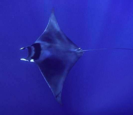 „Teufel der Meere“ – Warum plötzlich so viele Mobula-Rochen im Mittelmeer auftauchen Mobula_mobular_Wikipedia