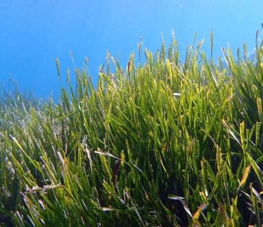 Posidonie in Korsika – das ungeliebte Naturwunder der Meere Posidonia_oceanica_Wikipedia