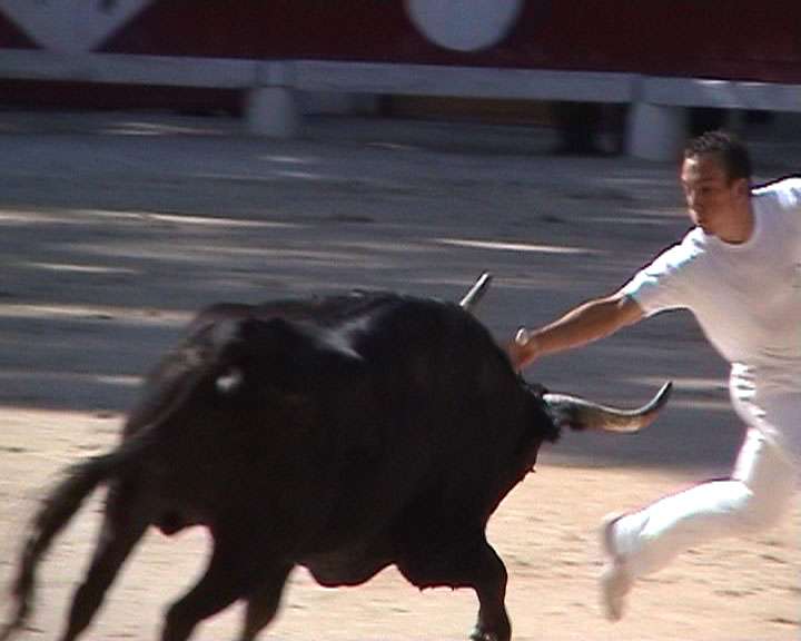 Zwischen Stieren, Salz und Tradition – Die magische Welt der Course Camarguaise in Saintes-Maries-de-la-Mer