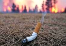 Ein Zündfunke am Straßenrand: Wie wahrscheinlich ein weggeworfener Zigarettenstummel 2.000 Hektar in Flammen setzte Zigarette_Waldbrand_Illustration