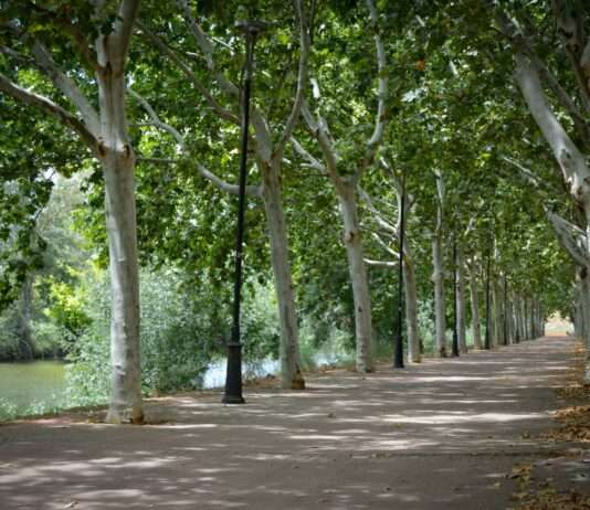 Paris stöhnt unter der Hitze – hier findest du Abkühlung Paris_Parks