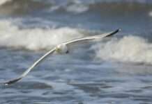 Diebische Krachmacher: Warum Le Touquet jetzt hart gegen Möwen durchgreift Silbermöwe