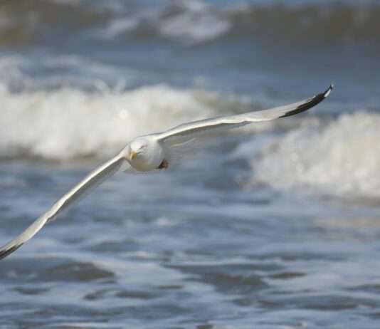 Diebische Krachmacher: Warum Le Touquet jetzt hart gegen Möwen durchgreift Silbermöwe
