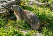 Wenn der Mensch zu nah kommt – Warum das Alpenmurmeltier unseren Respekt braucht Wild_marmot_at_Grand_Muveran_Nature_Reserve_Photo_by_Giles_Laurent