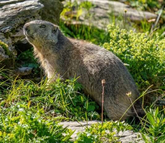 Wenn der Mensch zu nah kommt – Warum das Alpenmurmeltier unseren Respekt braucht Wild_marmot_at_Grand_Muveran_Nature_Reserve_Photo_by_Giles_Laurent