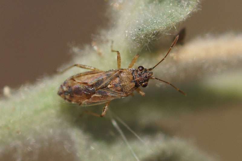 Milliarden Plagegeister: Wie die Hitze den Süden Frankreichs in ein Insektenparadies verwandelt