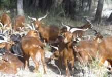 Ziegen-Alarm an der Côte Bleue: Wenn eine wilde Herde zur Plage wird Chèvres_du_Rove_Wikipedia