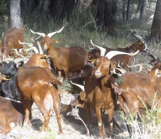 Ziegen-Alarm an der Côte Bleue: Wenn eine wilde Herde zur Plage wird Chèvres_du_Rove_Wikipedia
