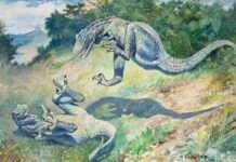 Als die Dinos durch die Lozère stapften – Ein sensationeller Fund aus dem frühen Jura Laelaps-Charles_Knight-1897