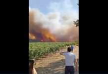 Weingüter in Asche – und im Wartestand Waldbrand_Aude_0506082025_ScreenX