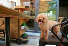 Hund willkommen! Warum „Dog-friendly“-Restaurants mehr sind als ein Sommertrend Hund_Restaurant