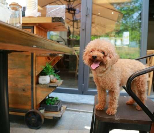 Hund willkommen! Warum „Dog-friendly“-Restaurants mehr sind als ein Sommertrend Hund_Restaurant