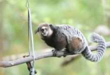 Zwölf entflohene Krallenaffen – Aufruhr um ein Forschungslabor bei Straßburg Callithrix_kuhlii_Wikipedia