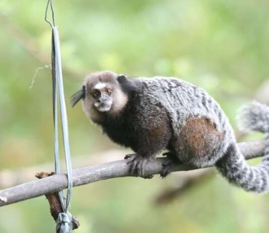 Zwölf entflohene Krallenaffen – Aufruhr um ein Forschungslabor bei Straßburg Callithrix_kuhlii_Wikipedia