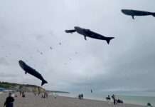 Himmel voller Poesie: Das Festival International de Cerfs-Volants in Dieppe 2025 Drachenfestival_Dieppe_ScreenX