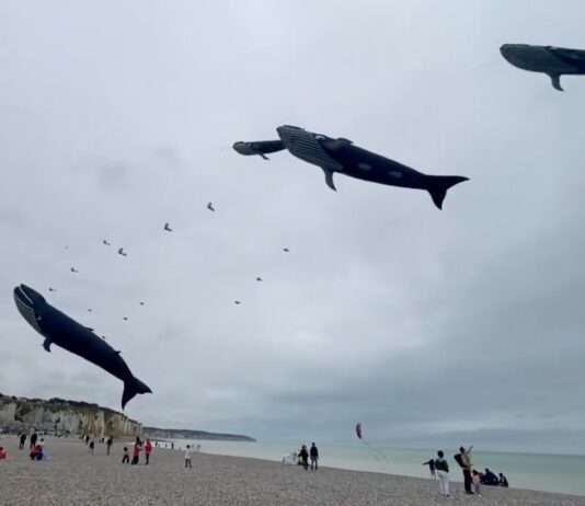 Himmel voller Poesie: Das Festival International de Cerfs-Volants in Dieppe 2025 Drachenfestival_Dieppe_ScreenX