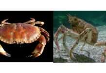 Wenn der Krebs verschwindet – und die Meeresspinne das Meer erobert Krebs_Meeresspinne_Wikipedia