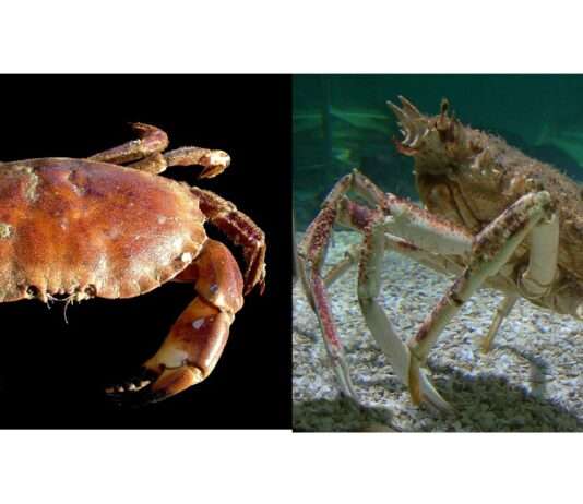 Wenn der Krebs verschwindet – und die Meeresspinne das Meer erobert Krebs_Meeresspinne_Wikipedia