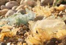 Dollemard: Frankreichs offene Wunde am Meer Müll_Dollemard_ScreenX